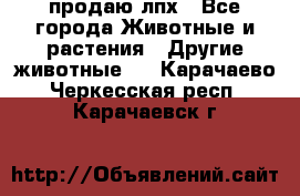 продаю лпх - Все города Животные и растения » Другие животные   . Карачаево-Черкесская респ.,Карачаевск г.